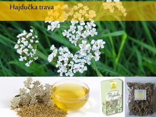 Hajdučkatrava
 