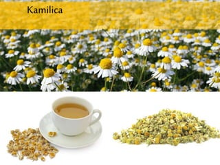 Kamilica
 