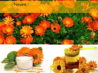 Neven
 