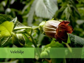Velebilje
 