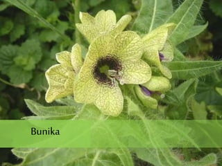 Bunika
 