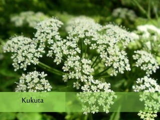 Kukuta
 