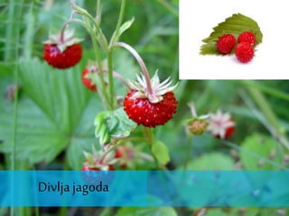 Divljajagoda
 