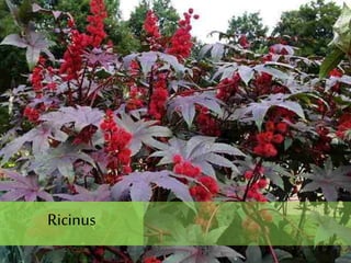 Ricinus
 