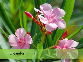 Oleander
 
