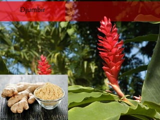 Djumbir
 