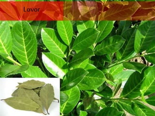Lovor
 