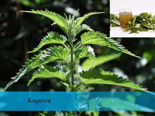 Kopriva
 