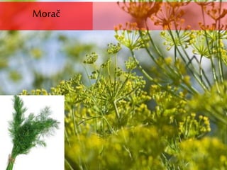 Morač
 