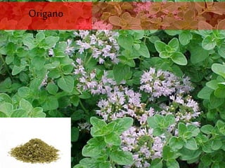 Origano
 