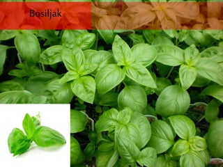 Bosiljak
 
