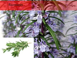 Ruzmarin
 