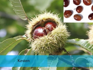 Kesten
 