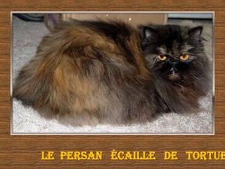 Je Suis Beau 2 I Am Beautiful 2