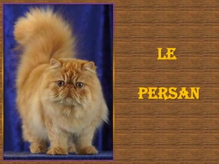 Je Suis Beau 2 I Am Beautiful 2