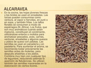 ALCARAVEA
 En la cocina, las hojas jóvenes frescas
y los brotes se usan en ensaladas. Las
raíces pueden consumirse como
verdura, al vapor o hervidas, en puré o
en sopa, y también fritas. Los tallos
florales se consumen a modo de
espárragos (N. Africa). Los frutos, que
son muy aromáticos cuando están
maduros, constituyen el condimento,
utilizándose enteros o molidos para
aromatizar pescados, aves, carnes,
verduras, ensaladas y algunos quesos
y platos de queso con patatas. Las
semillas se usan en panadería y en
pastelería. Para aumentar el aroma, se
recomienda tostar previamente las
semillas antes de molerlas, para
después añadirlas a los platos.
Combina muy bien con cualquier tipo
de legumbre, reduciendo además la
aparición de flatulencias. Se utilizan
también las semillas maceradas en la
elaboración de ciertos licores.
 