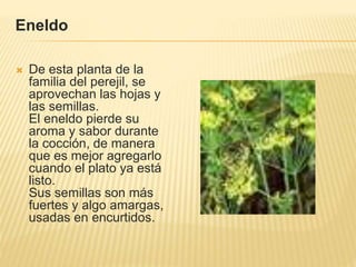 Eneldo
 De esta planta de la
familia del perejil, se
aprovechan las hojas y
las semillas.
El eneldo pierde su
aroma y sabor durante
la cocción, de manera
que es mejor agregarlo
cuando el plato ya está
listo.
Sus semillas son más
fuertes y algo amargas,
usadas en encurtidos.
 