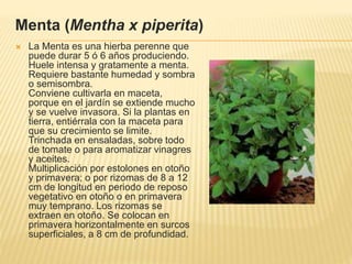 Menta (Mentha x piperita)
 La Menta es una hierba perenne que
puede durar 5 ó 6 años produciendo.
Huele intensa y gratamente a menta.
Requiere bastante humedad y sombra
o semisombra.
Conviene cultivarla en maceta,
porque en el jardín se extiende mucho
y se vuelve invasora. Si la plantas en
tierra, entiérrala con la maceta para
que su crecimiento se limite.
Trinchada en ensaladas, sobre todo
de tomate o para aromatizar vinagres
y aceites.
Multiplicación por estolones en otoño
y primavera; o por rizomas de 8 a 12
cm de longitud en periodo de reposo
vegetativo en otoño o en primavera
muy temprano. Los rizomas se
extraen en otoño. Se colocan en
primavera horizontalmente en surcos
superficiales, a 8 cm de profundidad.
 