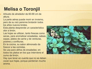 Melisa o Toronjil
 Arbusto de alrededor de 60-90 cm de
altura.
La parte aérea puede morir en invierno,
pero de su raíz perenne brotarán todos
los años nuevos brotes.
Esta planta desprende un característico
olor a limón.
Las hojas se utilizan, tanto frescas como
secas, para aromatizar ensaladas, salsas,
sopas, platos de carne y de verduras,
postres y confituras.
En la cocina, su sabor alimonado da
frescor a las comidas.
Se usa para aliños de ensaladas; en
todos los platos en los que interviene el
zumo de limón.
Hay que tener en cuenta que no se deben
cocer sus hojas, porque perderían mucho
aroma.
 