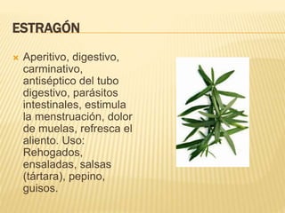 ESTRAGÓN
 Aperitivo, digestivo,
carminativo,
antiséptico del tubo
digestivo, parásitos
intestinales, estimula
la menstruación, dolor
de muelas, refresca el
aliento. Uso:
Rehogados,
ensaladas, salsas
(tártara), pepino,
guisos.
 