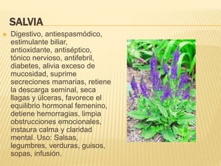 SALVIA
 Digestivo, antiespasmódico,
estimulante biliar,
antioxidante, antiséptico,
tónico nervioso, antifebril,
diabetes, alivia exceso de
mucosidad, suprime
secreciones mamarias, retiene
la descarga seminal, seca
llagas y úlceras, favorece el
equilibrio hormonal femenino,
detiene hemorragias, limpia
obstrucciones emocionales,
instaura calma y claridad
mental. Uso: Salsas,
legumbres, verduras, guisos,
sopas, infusión.
 