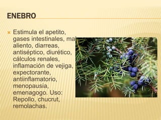 ENEBRO
 Estimula el apetito,
gases intestinales, mal
aliento, diarreas,
antiséptico, diurético,
cálculos renales,
inflamación de vejiga,
expectorante,
antiinflamatorio,
menopausia,
emenagogo. Uso:
Repollo, chucrut,
remolachas.
 