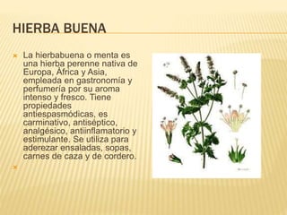 HIERBA BUENA
 La hierbabuena o menta es
una hierba perenne nativa de
Europa, Àfrica y Asia,
empleada en gastronomía y
perfumería por su aroma
intenso y fresco. Tiene
propiedades
antiespasmódicas, es
carminativo, antiséptico,
analgésico, antiinflamatorio y
estimulante. Se utiliza para
aderezar ensaladas, sopas,
carnes de caza y de cordero.

 