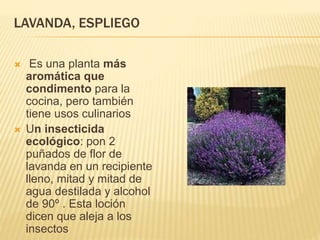 LAVANDA, ESPLIEGO
 Es una planta más
aromática que
condimento para la
cocina, pero también
tiene usos culinarios
 Un insecticida
ecológico: pon 2
puñados de flor de
lavanda en un recipiente
lleno, mitad y mitad de
agua destilada y alcohol
de 90º . Esta loción
dicen que aleja a los
insectos
 