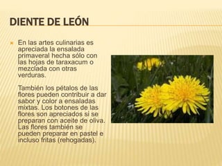 DIENTE DE LEÓN
 En las artes culinarias es
apreciada la ensalada
primaveral hecha sólo con
las hojas de taraxacum o
mezclada con otras
verduras.
También los pétalos de las
flores pueden contribuir a dar
sabor y color a ensaladas
mixtas. Los botones de las
flores son apreciados si se
preparan con aceite de oliva.
Las flores también se
pueden preparar en pastel e
incluso fritas (rehogadas).
 