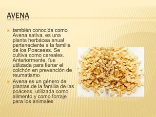 AVENA
 también conocida como
Avena sativa, es una
planta herbácea anual
perteneciente a la familia
de los Poaceess. Se
cultiva como cereales.
Anteriormente, fue
utilizada para llenar el
colchón en prevención de
reumatismo
 Avena es un género de
plantas de la familia de las
poáceas, utilizada como
alimento y como forraje
para los animales
 