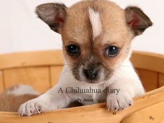 A Chihuahua diary  By Jesus 