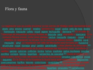 Flora y fauna


 La vegetación que se puede encontrar en las sierras de Hidalgo está representada por
  abeto, pino, encino, oyamel y enebro; también hay copal, caoba, palo de rosa, ébano,
   framboyán, mezquite, cafeto, nopal, agave, lechuguilla y damiana.[47] En el valle de
Tulancingo se encuentran árboles frutales de tejocote, pera, membrillo y manzano. En la
  comarca Minera crecen, entre otras plantas, cactus, mezquite, maguey y nopal. En el
    Altiplano, la vegetación es escasa. En la cuenca de México existen nopales, yuca,
    mezquite y pirul. La vegetación del valle del Mezquital está formada por huizache,
  ahuehuete, nogal, biznaga, pirul, cardón, garambullo y otras plantas de clima seco.[47]
Entre la fauna más abundante de la zona destacan las siguientes aves, mamíferos y
reptiles: garzas, cotorras, colibríes, tordos, búhos, zopilotes, gatos monteses, coyotes,
zorrillos, conejos, liebres, lagartijas y serpientes de cascabel.[47] Hacia el centro y en
toda la parte norte y este del estado en donde típicamente venados cola blanca, onzas
y jaguares. En la Sierra de la Huasteca la fauna típica está compuesta de tlacuaches,
puercoespines, tigrillos, tejones, codornices y guajolotes.[42] La existencia de un suelo
árido y las escasas lluvias de temporal que se presentan en el valle del Mezquital,
propicia que se dé la presencia de coralillos, lagartijas, pinacates.[48] camaleones,
 