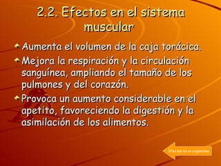 2.2. Efectos en el sistema muscular   Aumenta el volumen de la caja torácica. Mejora la respiración y la circulación sanguínea, ampliando el tamaño de los pulmones y del corazón.  Provoca un aumento considerable en el apetito, favoreciendo la digestión y la asimilación de los alimentos.  Efectos en el organismo 