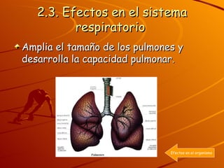 2.3. Efectos en el sistema respiratorio   Amplia el tamaño de los pulmones y desarrolla la capacidad pulmonar. Efectos en el organismo 