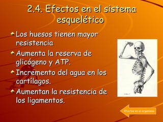 2.4. Efectos en el sistema esquelético   Los huesos tienen mayor resistencia Aumenta la reserva de glicógeno y ATP. Incremento del agua en los cartílagos. Aumentan la resistencia de los ligamentos. Efectos en el organismo 