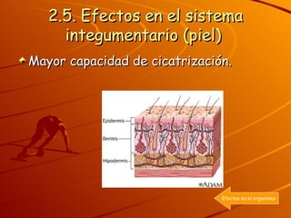 2.5. Efectos en el sistema integumentario (piel)   Mayor capacidad de cicatrización.  Efectos en el organismo 