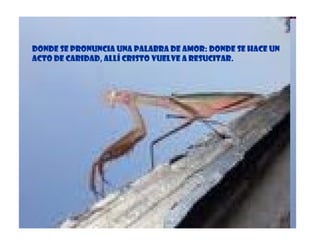 Donde se pronuncia una palabra de amor: donde se hace un acto de caridad, allí Cristo vuelve a resucitar.  