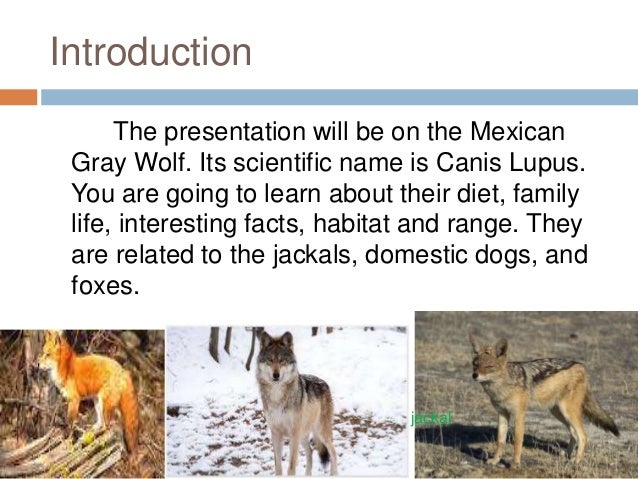 What are some fun facts about the gray wolf?