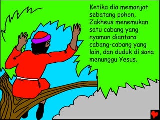 Ketika dia memanjat
sebatang pohon,
Zakheus menemukan
satu cabang yang
nyaman diantara
cabang-cabang yang
lain, dan duduk di sana
menunggu Yesus.
 