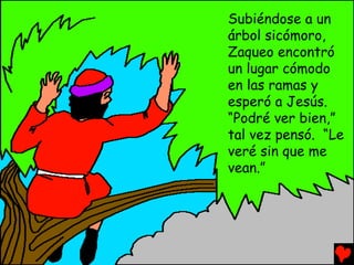 Subiéndose a un
árbol sicómoro,
Zaqueo encontró
un lugar cómodo
en las ramas y
esperó a Jesús.
“Podré ver bien,”
tal vez pensó. “Le
veré sin que me
vean.”
 