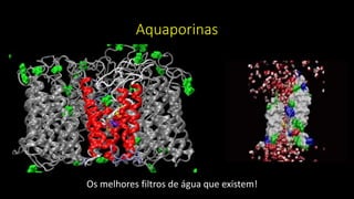 Aquaporinas
Os melhores filtros de água que existem!
 