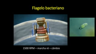 Flagelo bacteriano
1500 RPM – marcha ré – câmbio
 