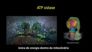ATP sistase
Usina de energia dentro da mitocôndria
 