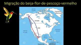 Migração do beija-flor-de-pescoço-vermelho
 