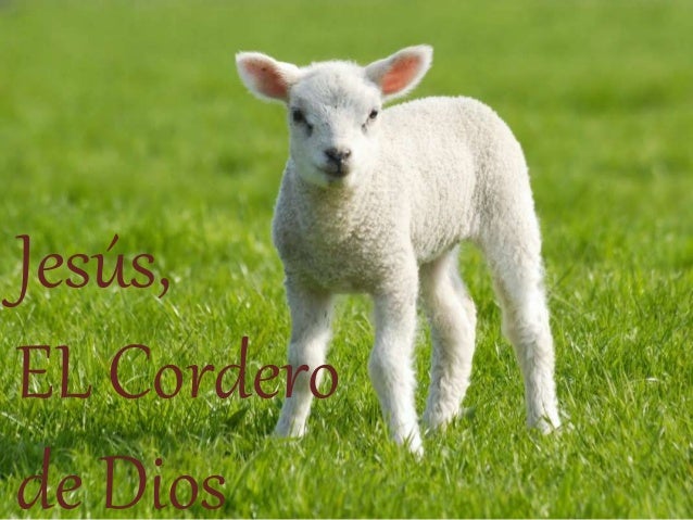 Resultado de imagen para cordero de Dios