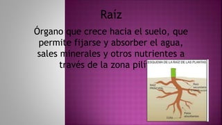 Órgano que crece hacia el suelo, que
permite fijarse y absorber el agua,
sales minerales y otros nutrientes a
través de la zona pilífera
Raíz
 