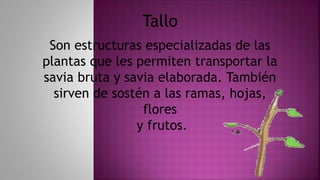 Son estructuras especializadas de las
plantas que les permiten transportar la
savia bruta y savia elaborada. También
sirven de sostén a las ramas, hojas,
flores
y frutos.
Tallo
 