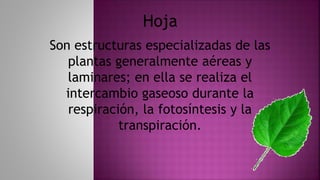 Son estructuras especializadas de las
plantas generalmente aéreas y
laminares; en ella se realiza el
intercambio gaseoso durante la
respiración, la fotosíntesis y la
transpiración.
Hoja
 