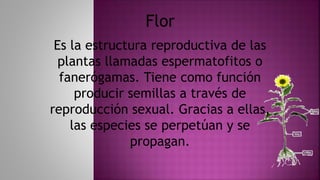 Es la estructura reproductiva de las
plantas llamadas espermatofitos o
fanerógamas. Tiene como función
producir semillas a través de
reproducción sexual. Gracias a ellas,
las especies se perpetúan y se
propagan.
Flor
 