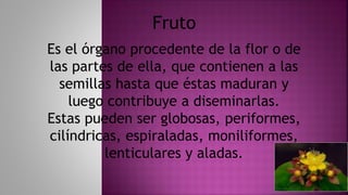 Es el órgano procedente de la flor o de
las partes de ella, que contienen a las
semillas hasta que éstas maduran y
luego contribuye a diseminarlas.
Estas pueden ser globosas, periformes,
cilíndricas, espiraladas, moniliformes,
lenticulares y aladas.
Fruto
 